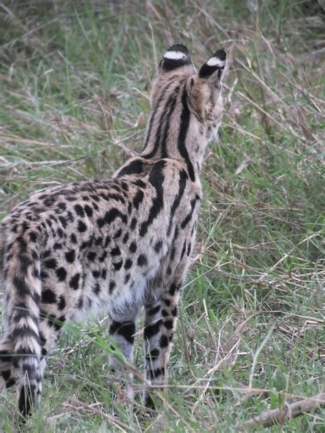 Serval (cat) | SIMILAR BUT DIFFERENT IN THE ANIMAL KINGDOM