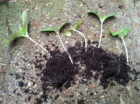 Pumpkin Seedlings - OLIO