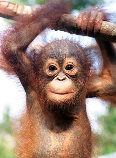 Baby-Orang-Utan, Borneo - [GEO]