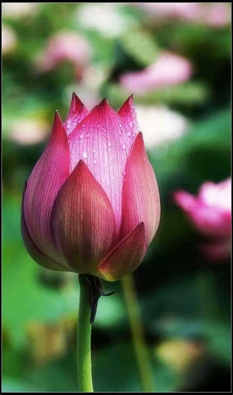 Lotus flower bud | Flora et Fauna | Pinterest