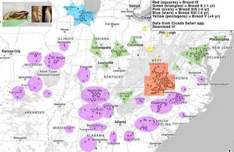 Illinois Cicadas 2024 Map - Emmey Iormina