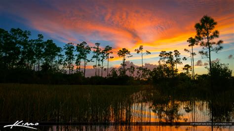 Florida Sunset Pine Forest Wetlands Wide – HDR Photography by Captain Kimo