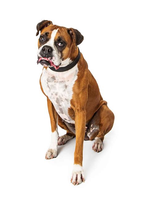 Bulloxer: What is a Boxer Bulldog mix dog? - K9 Web