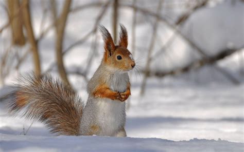 Winter Animals Desktop Wallpapers - Top Free Winter Animals Desktop Backgrounds - WallpaperAccess