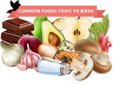 Toxic food & woods for pet birds plus what to avoid with parrots | Bird Gene