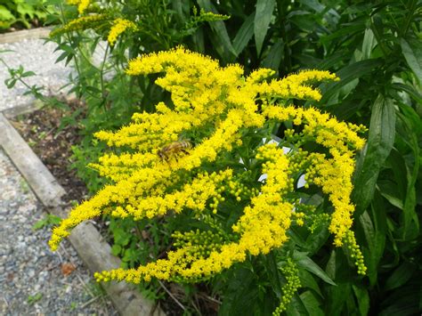 G is for goldenrod. Like the aster, goldenrod is a late summer bloomer ...