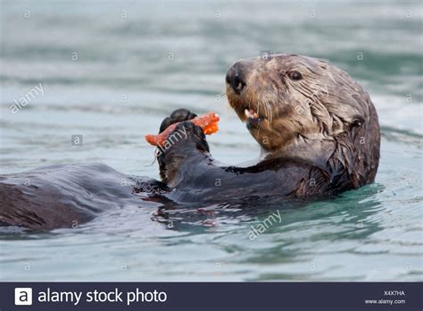 Sea Otter Eating Watermelon