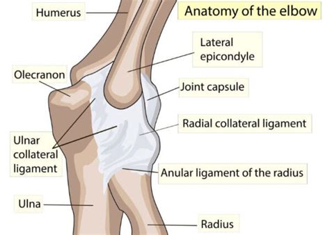 Elbow Anatomy | Sugar Land, Pearland, Houston, TX