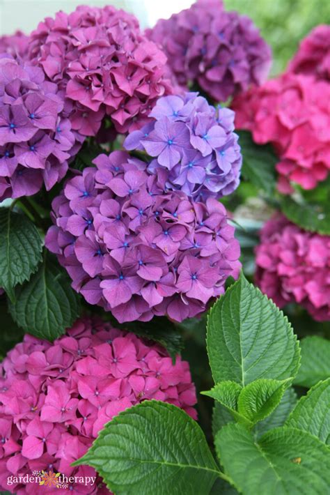 Pretty Pink or Brilliant Blue: Changing Colour of Hydrangea Flowers ...