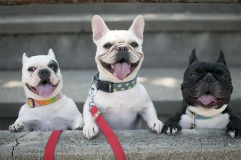 9 Bulldog Breeds: History, Differences, and Why You'll Love Them