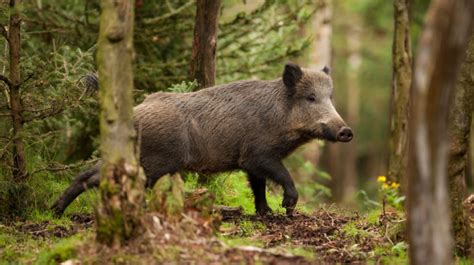 Wild Hog Hunting Tips: Where To Shoot Them | Outdoor Warrior