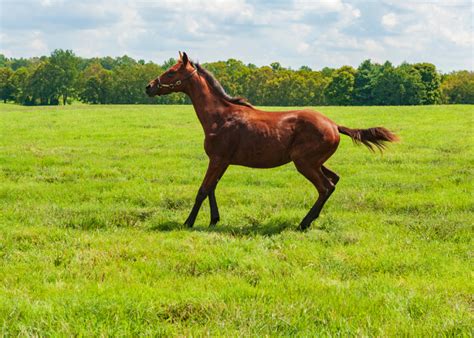 12 Best Horse Breeds for Jumping