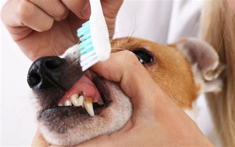 How to Keep Your Dog’s Teeth Clean? - DogToysNerd