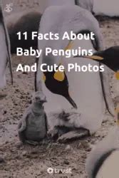 11 Baby Penguin Facts: Life in the Antarctic Nursery