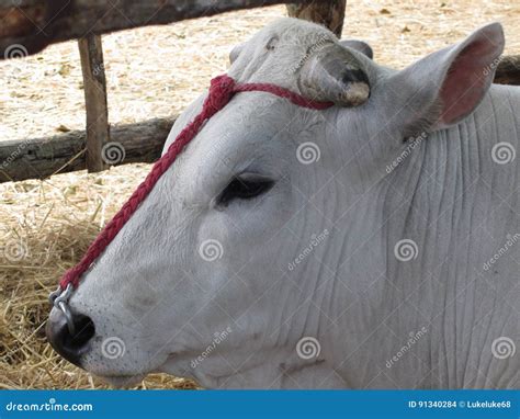 Portrait of the Chianina, One of the Oldest Italian Breed of Cattle Stock Photo - Image of white ...