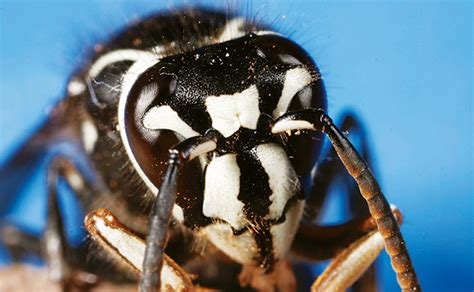 Bald-Faced Hornet - Arizona Pests 101 - Invader Pest Management