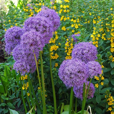 Allium Planting Guide – Easy To Grow Bulbs