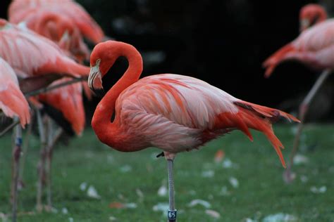 Where To See Flamingos In Florida - Hidden Gems & Top Spots