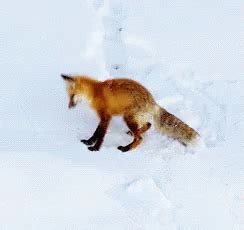 Fox Foxes GIF - Fox Foxes Jump - Discover & Share GIFs