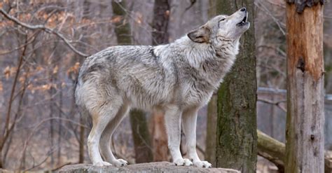 Wolf Size Comparison: Just How Big are They? - IMP WORLD