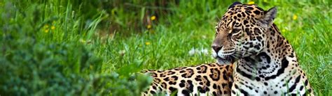 Jaguar Conservation Volunteering | Top 10 Projects 2020 | Volunteer World