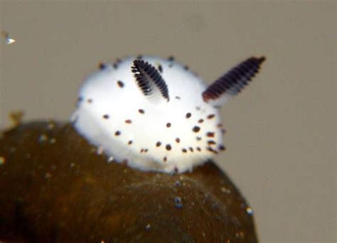 The Adorable Science Behind the 'Sea Bunny' | Babosa de mar, Criaturas marinas bonitas, Babosa