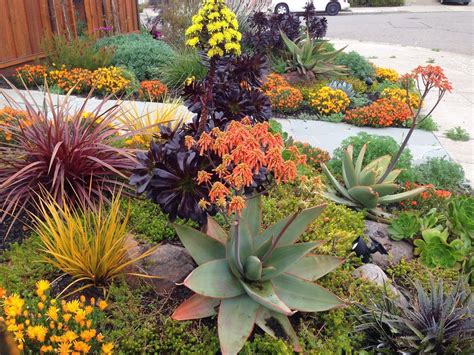 Drought Tolerant Landscapes | Drought resistant landscaping, Drought tolerant garden, Succulent ...