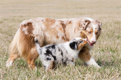 Merle in Dogs: The Science Behind This Unique Coat Pattern