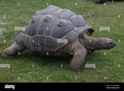 Aldabra giant tortoise Stock Photo - Alamy