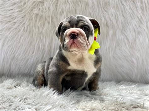 Bulldog Care – CuteUglyBulldogs