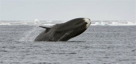 Wildlife Fact Sheets: Bowhead Whale - Ocean Conservancy