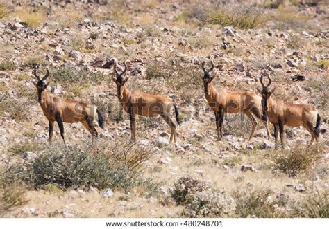 Close Image Small Herd Red Hartebeest Stock Photo (Edit Now) 480248701