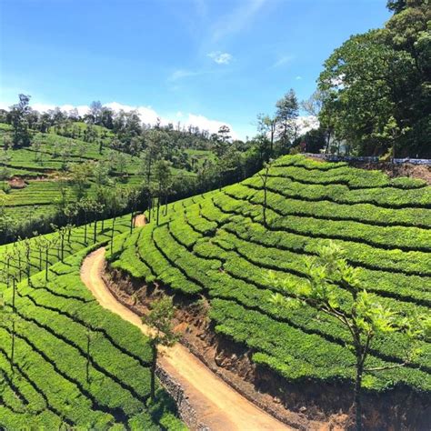 A Travel Guide to Valparai: A Hill Station in the Western Ghats - Turuhi