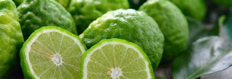 Bergamot “Sunshine in a Bottle” (Citrus bergamia) – Barefut Essential Oils