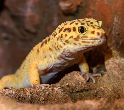 Leopard gecko - Malta National Aquarium