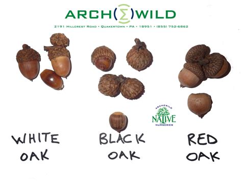 White Black Red Oak Acorn Identification - ArcheWild | Architects of Wild Spaces