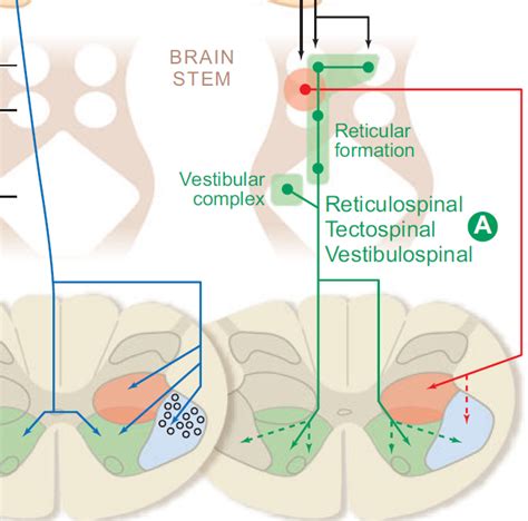 Best article about Corticospinal tract