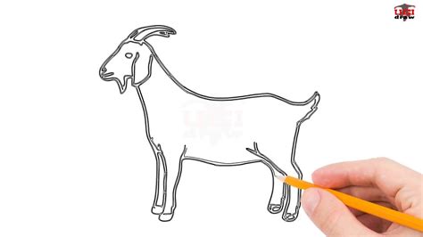 Goat Drawing For Kids Easy