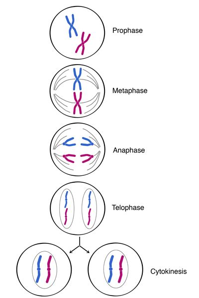 PMAT (mitosis) Diagram | Quizlet