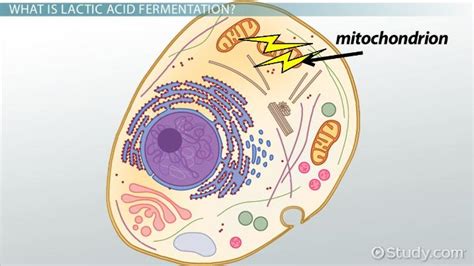 Lactic Acid Fermentation In Muscle Cells