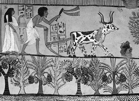 Ancient Egyptian Agriculture