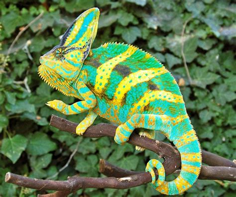 Veiled Chameleon Facts and Pictures | Reptile Fact