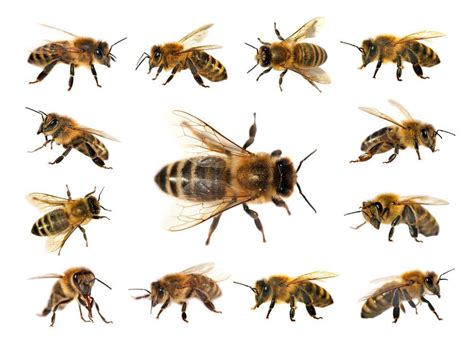 Scientists Develop First-Ever Contemporary Global Map Of Bee Species...