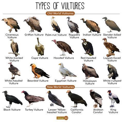 African Vulture Species