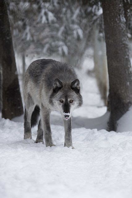 Landscape & Animals — wolveswolves: Wild wolf in Alaska by Doug Brown