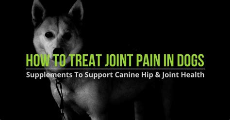 Dog Joint Supplements - How To Treat Joint Pain In Dogs