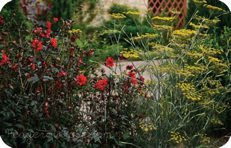 Companion Plants: Dahlia and Fennel – Hedgerow Rose®