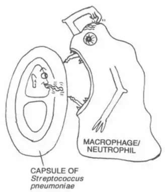 Bacterial Capsule: Importance, Capsulated Bacteria – Microbe Online