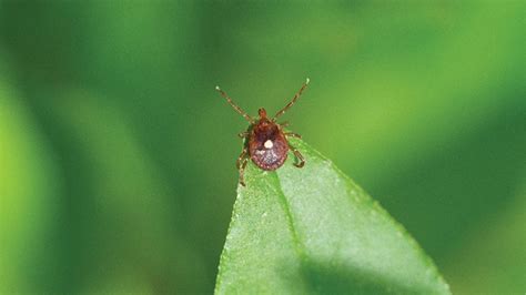 The Lone Star Tick: A Growing Concern - Pest Control Technology