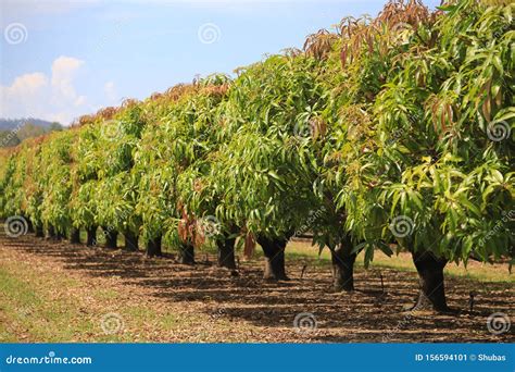 Mango Trees on Farm. Orchard, Fruit Trees Stock Image - Image of beauty, mango: 156594101